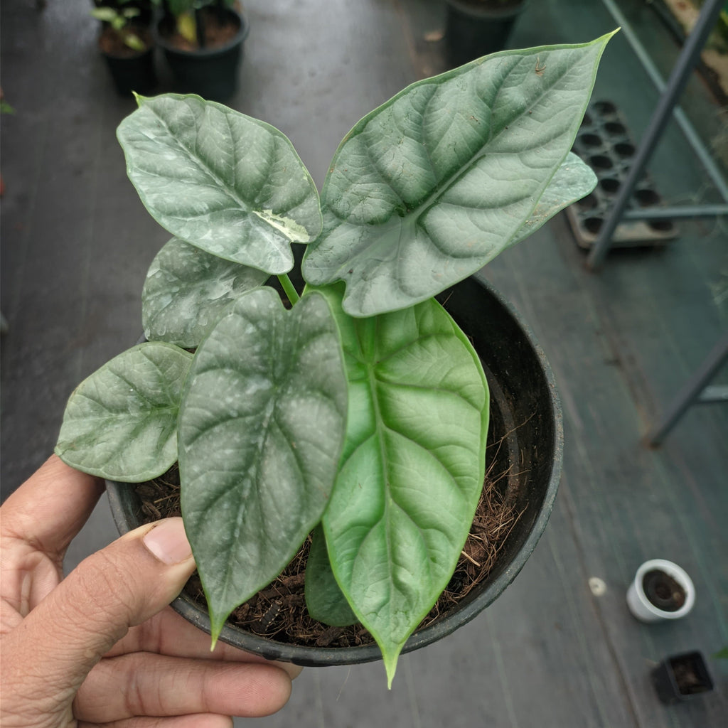 Alocasia Silver Dragon - Alocasia - Soiled