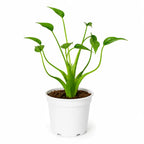 Alocasia Tiny Dancer