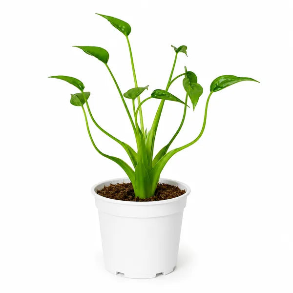 Alocasia Tiny Dancer