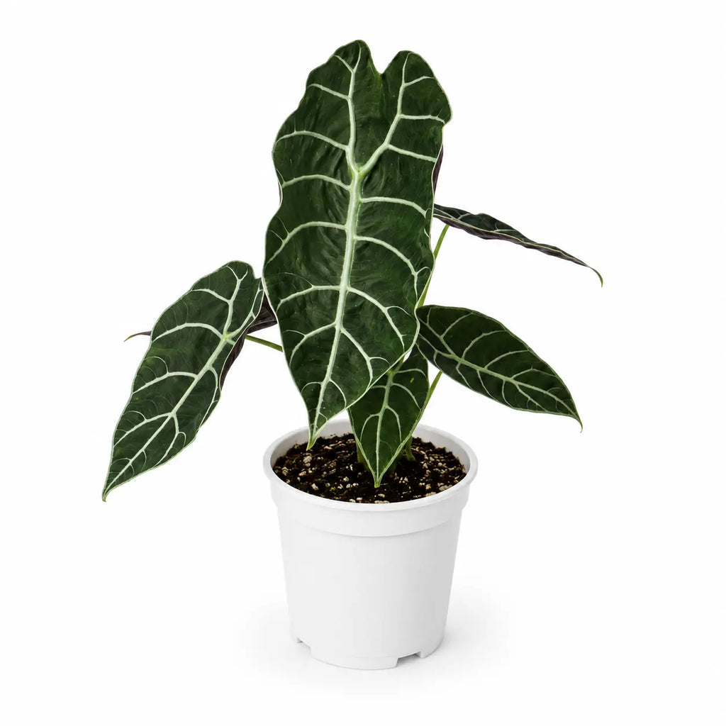 Alocasia Watsoniana