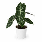 Alocasia Watsoniana