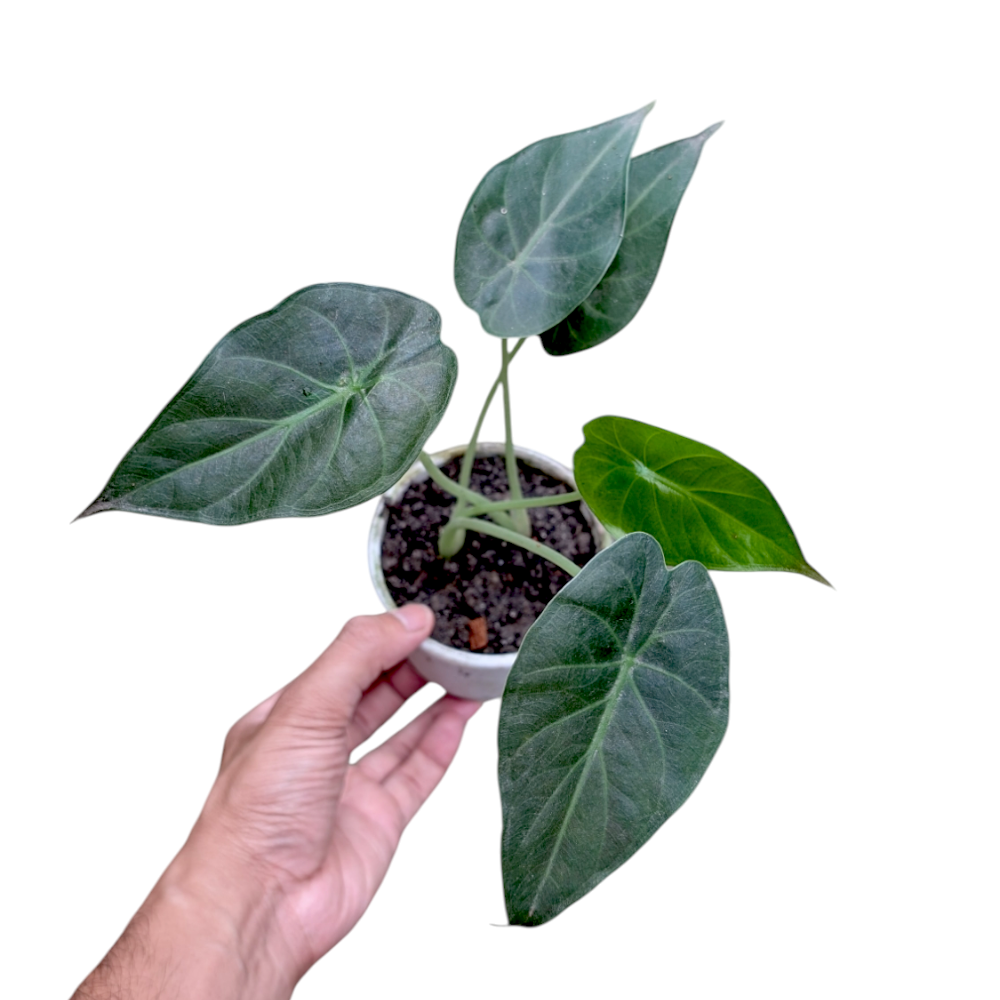 Alocasia Wentii
