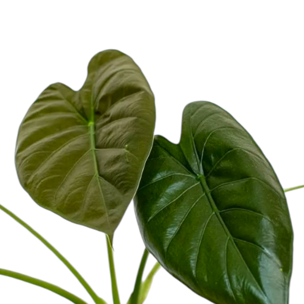 Alocasia Wentii leaf