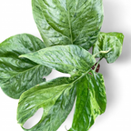 Amydrium Medium 'Mint' Variegated - Amydrium | Soiled