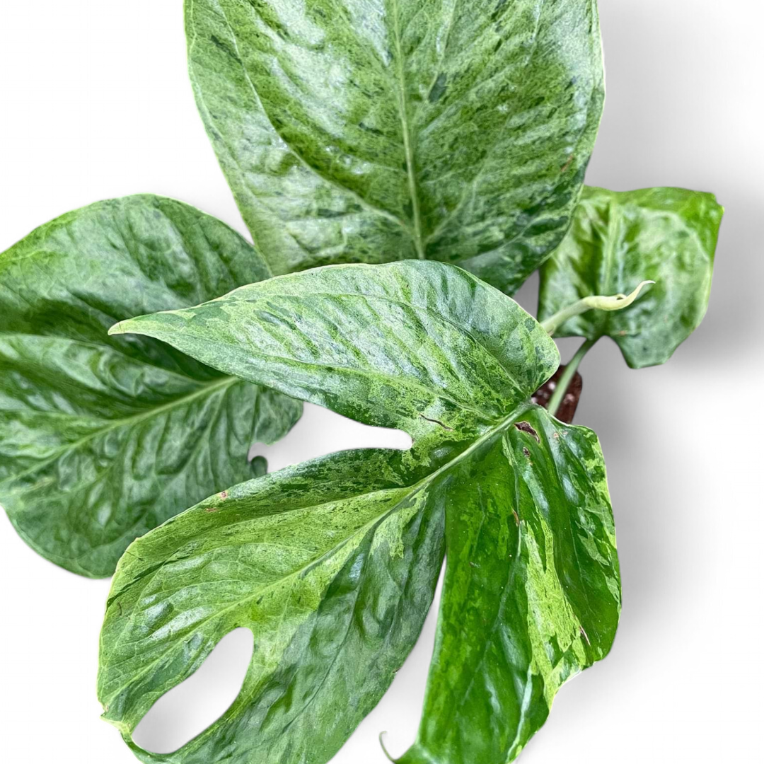 Amydrium Medium 'Mint' Variegated - Amydrium | Soiled