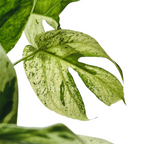 Amydrium Medium 'Mint' Variegated - Amydrium - Soiled