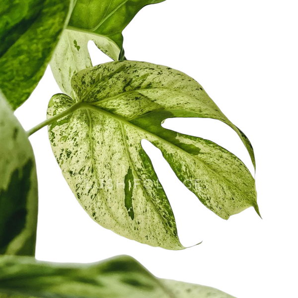 Amydrium Medium 'Mint' Variegated - Amydrium - Soiled