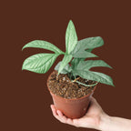 Amydrium Medium - Amydrium - Soiled