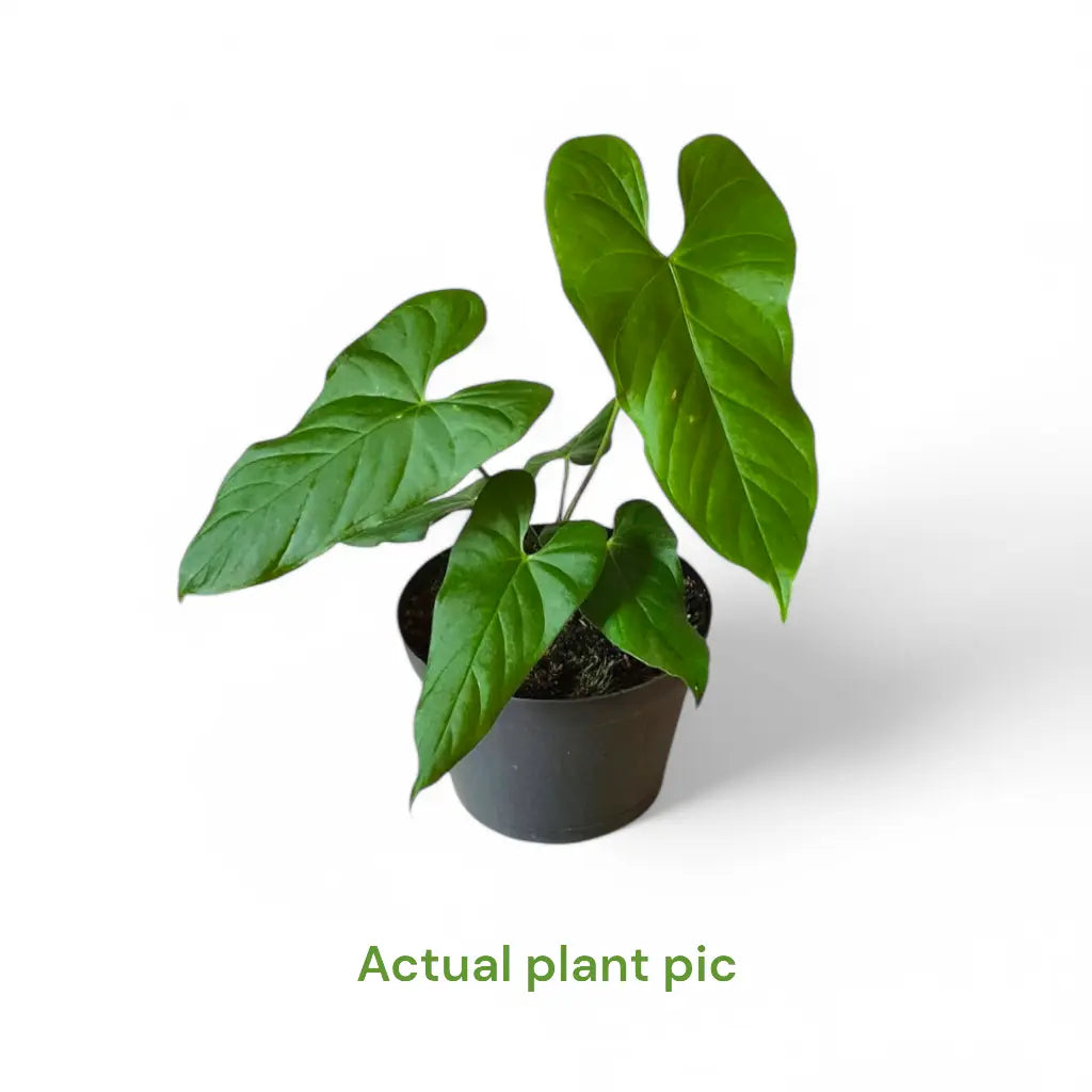 anthurium balaoanum care Anthurium Balaoanum - Rare Plant