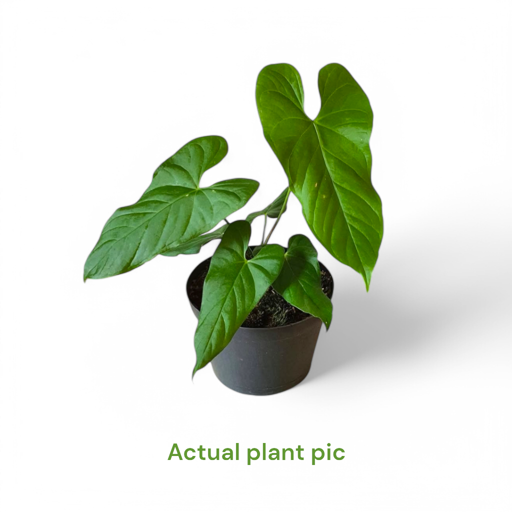 Anthurium Balaoanum - Anthurium - Soiled