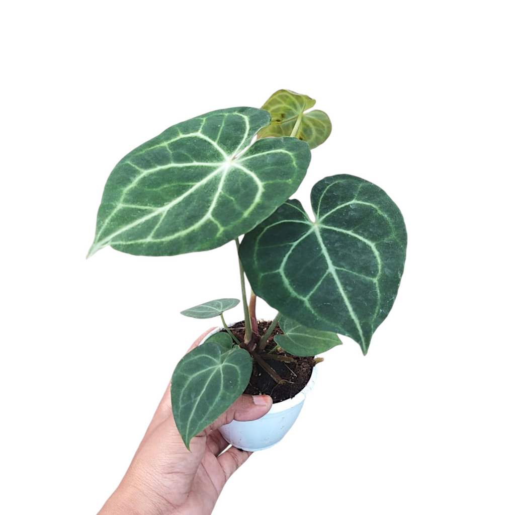 Anthurium Clarinervium - Foliage - Soiled
