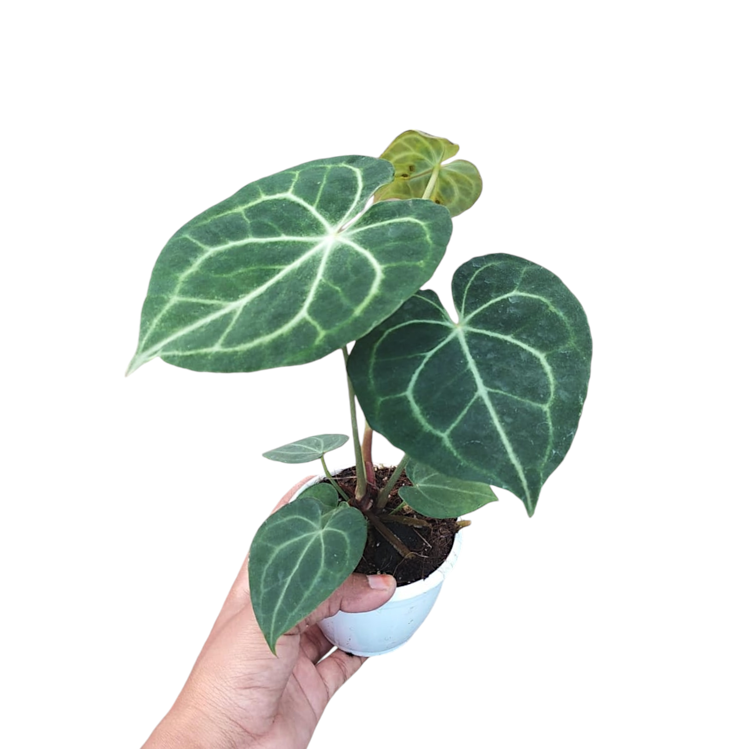 Anthurium Clarinervium - Foliage - Soiled