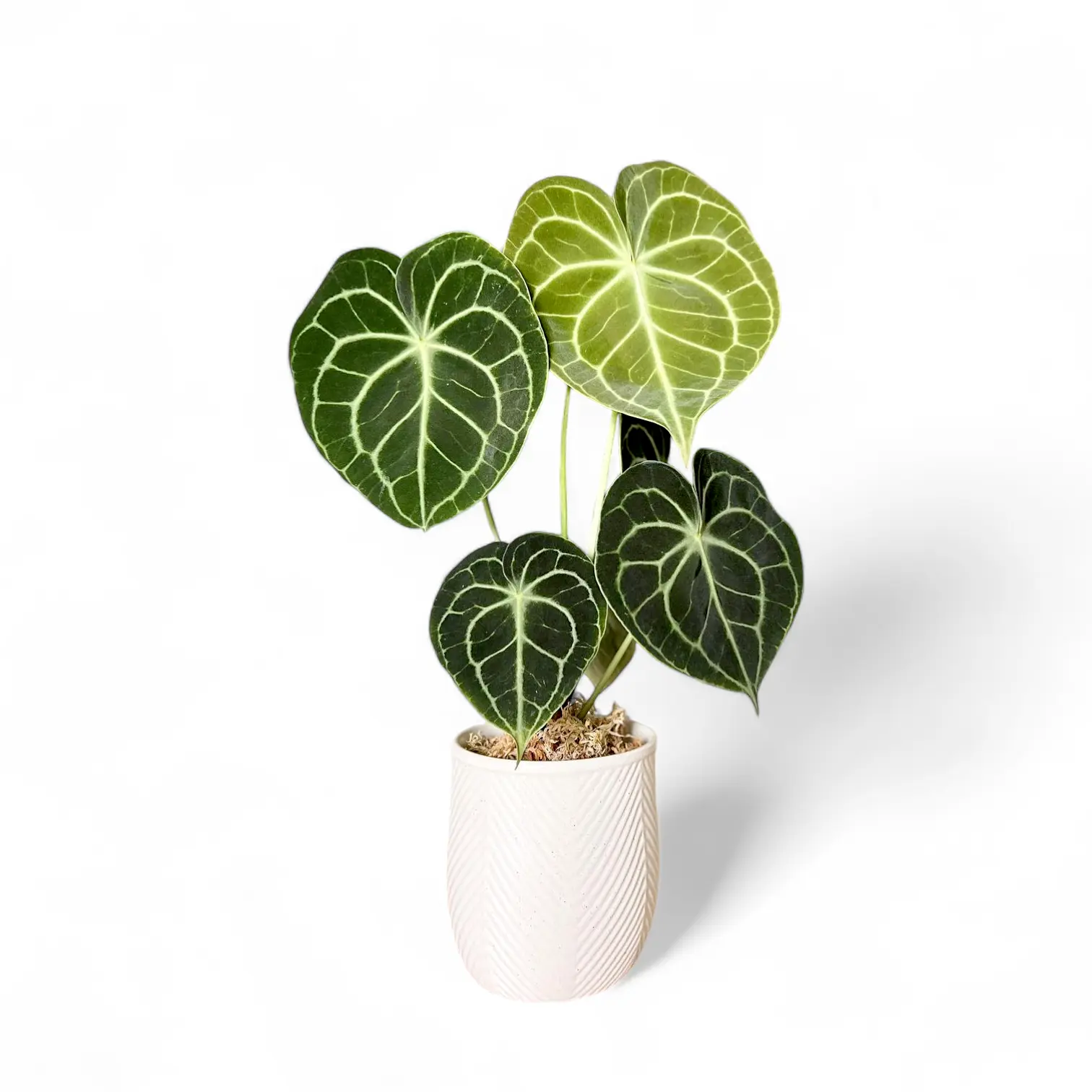 anthurium clarenervium 100 shippi Anthurium Clarinervium (Velvet Cardboard)