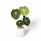 Anthurium Clarinervium - Foliage - Soiled
