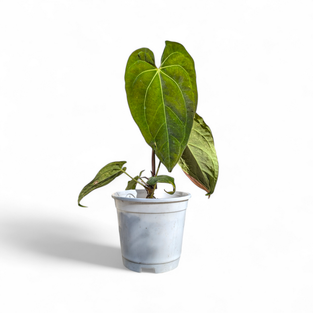 Anthurium Papillilaminum x Raven's Heart - Anthurium | Soiled