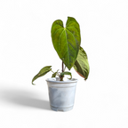 Anthurium Papillilaminum x Raven's Heart - Anthurium | Soiled