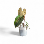 Anthurium Papillilaminum x Raven's Heart - Anthurium | Soiled