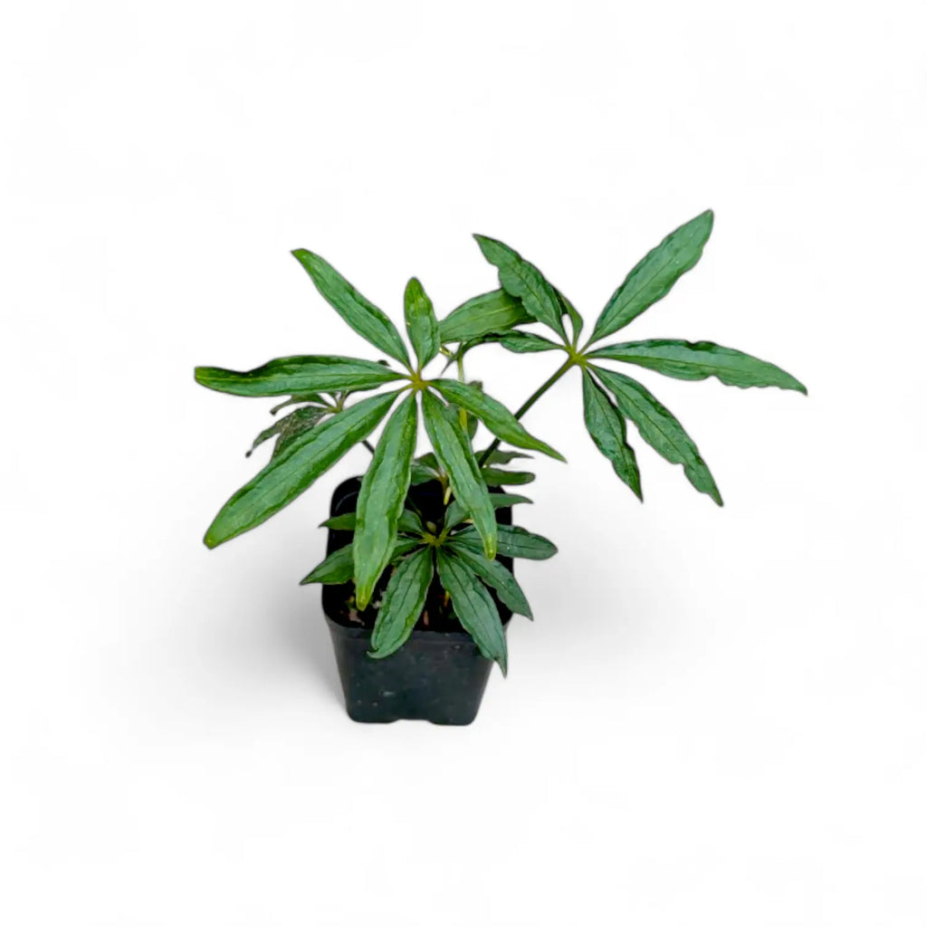 anthurium polyschistum Buy Rare Anthurium Polyschistum Plant Online in India at Soiled