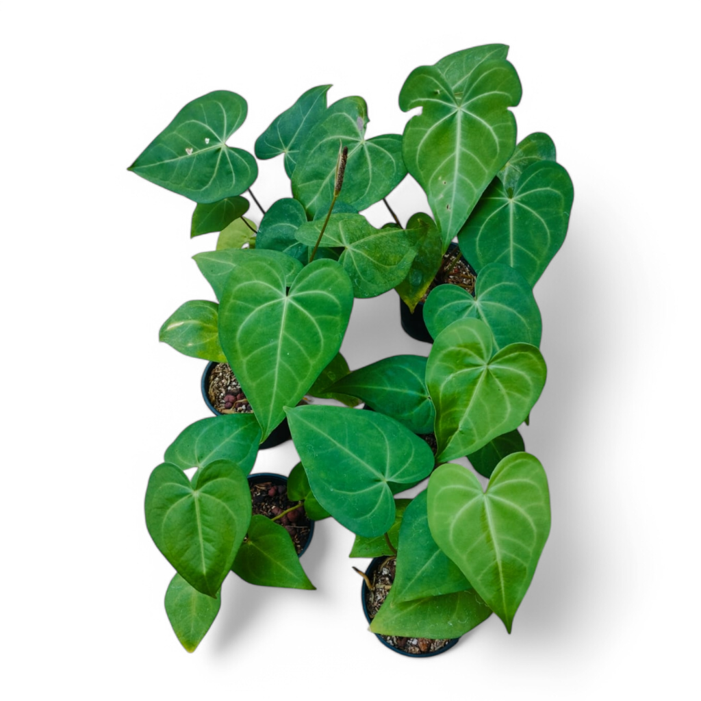 Anthurium Sweet Love - Anthrium | Soiled