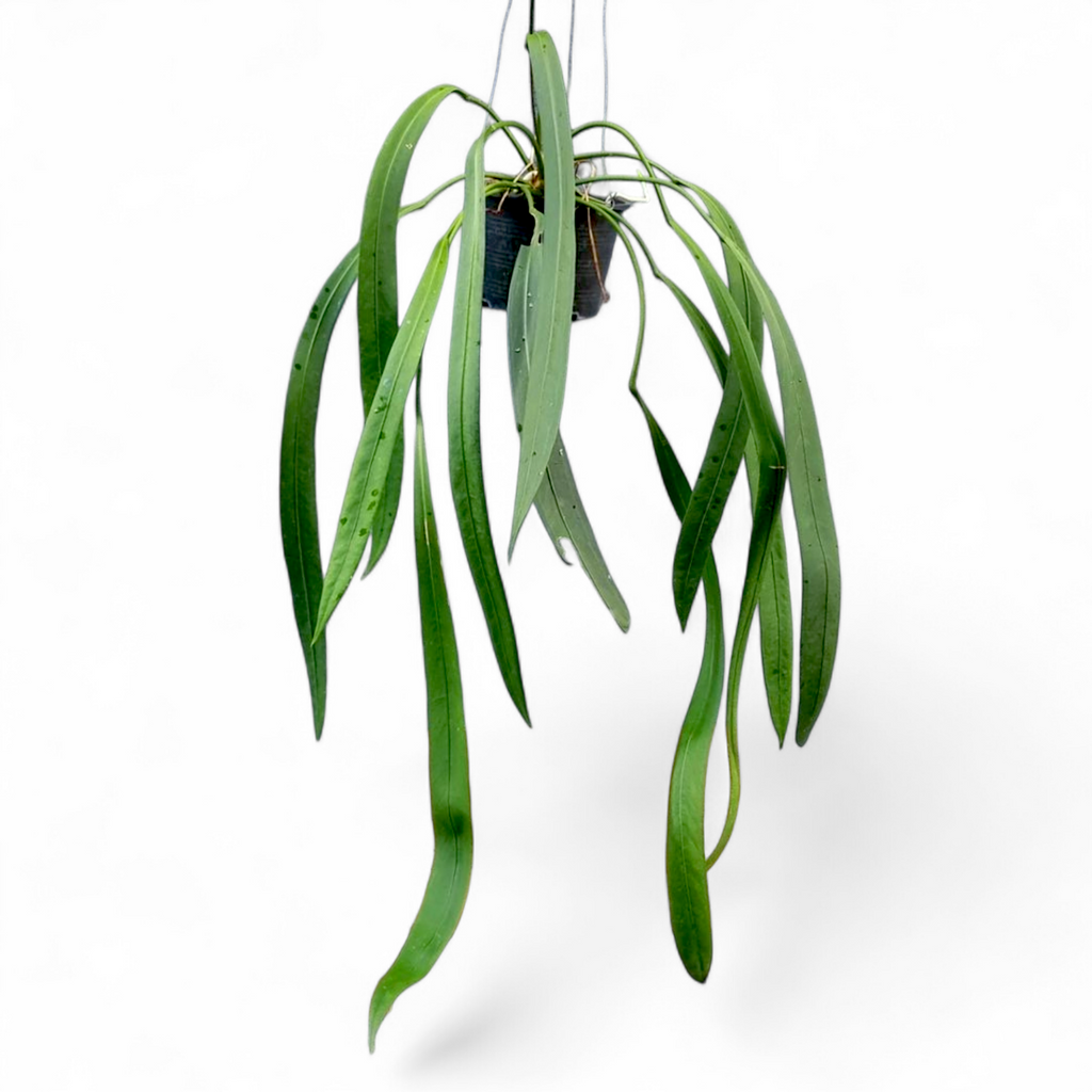 Anthurium Vittarifolium Large Size - Anthurium - Soiled