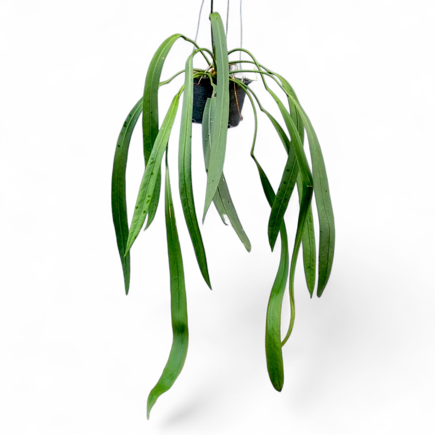 Anthurium Vittarifolium Large Size - Anthurium - Soiled