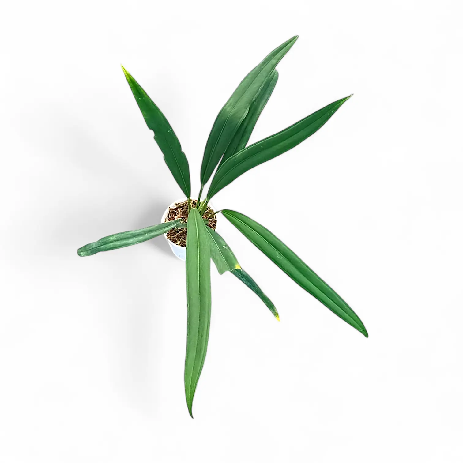 anthurium bakeri common name Anthurium Bakeri | Rare Strap-Leaf Aroid