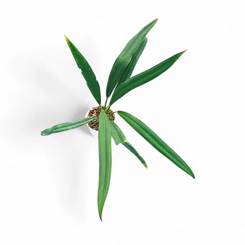 anthurium bakeri Anthurium Bakeri | Rare Strap-Leaf Aroid