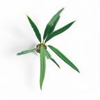 Anthurium Bakeri - Anthurium - Soiled