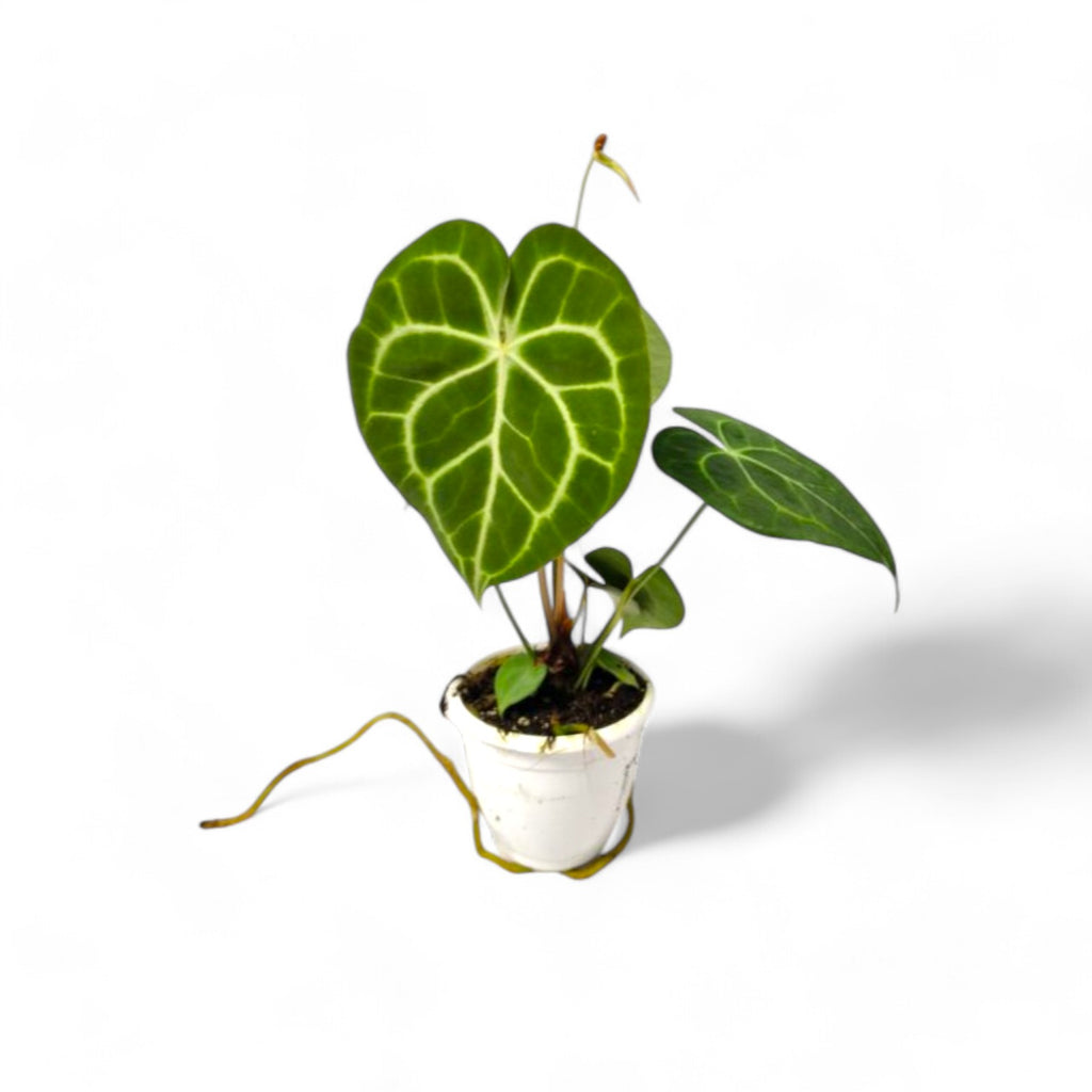 Anthurium Clarinervium - Foliage - Soiled