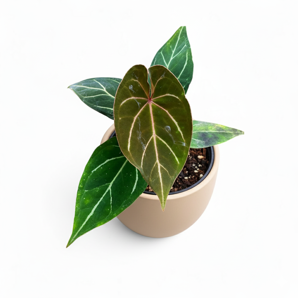 Potted Anthurium 'Ace of Spades x Magnificum' plant with green leaves on a white background