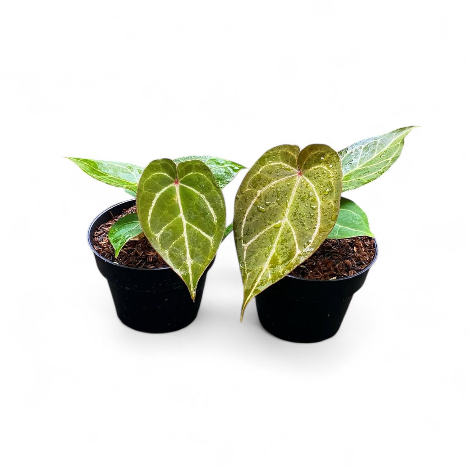 Two small potted plants with green leaves on a white background