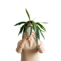 Person holding a potted Anthurium Bakeri plant in front of their face on a white background