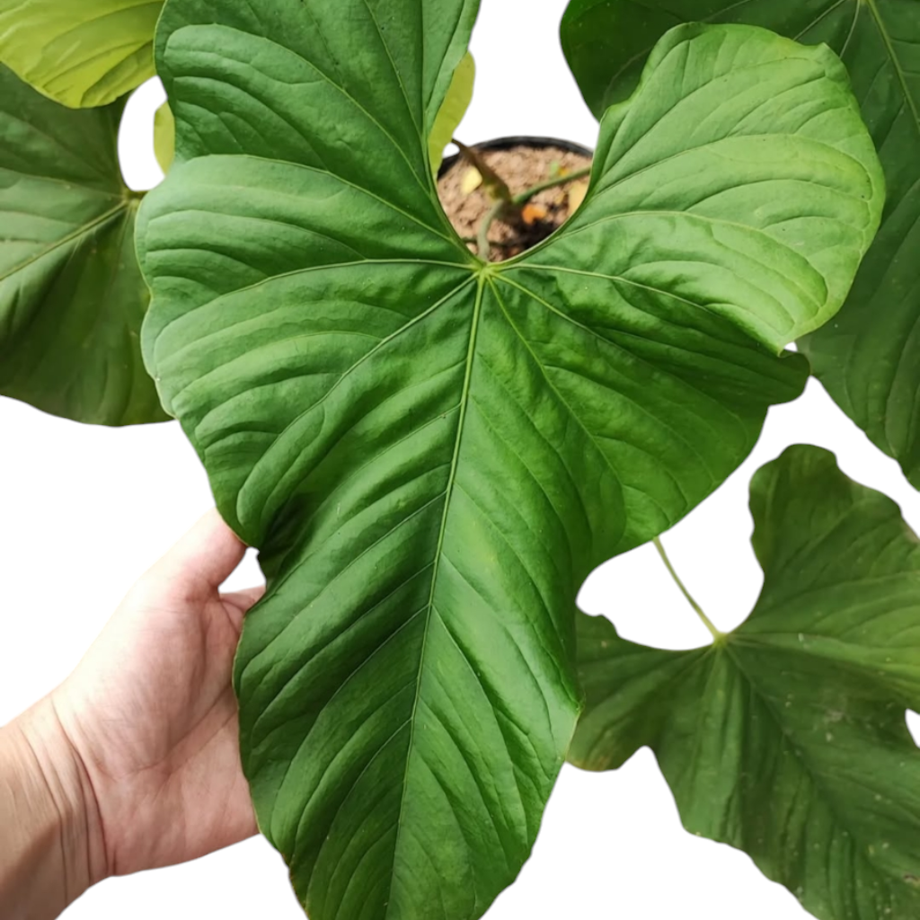 Anthurium Balaoanum - Anthurium - Soiled