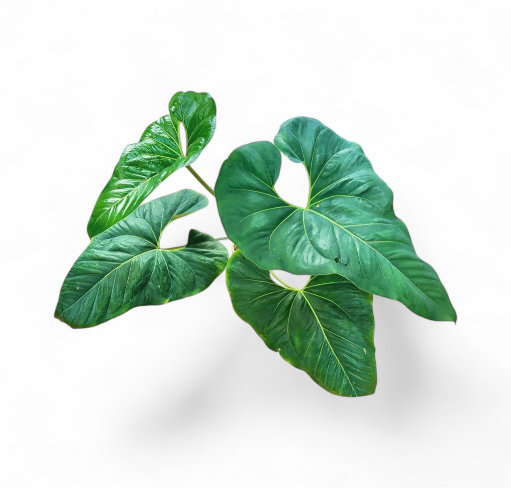 Anthurium Brownii - Anthurium - Soiled