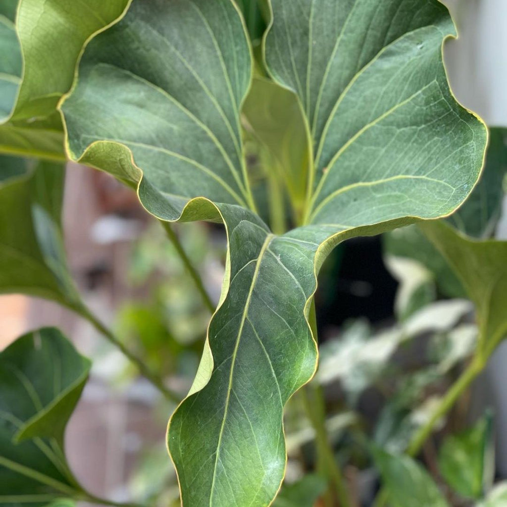 Anthurium Brownii - Anthurium - Soiled