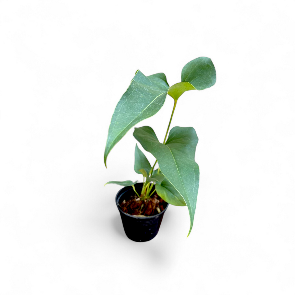 Anthurium Brownii - Anthurium - Soiled