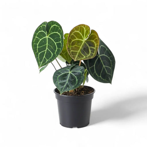 anthurium clarinervium temperature Anthurium Clarinervium (Velvet Cardboard)