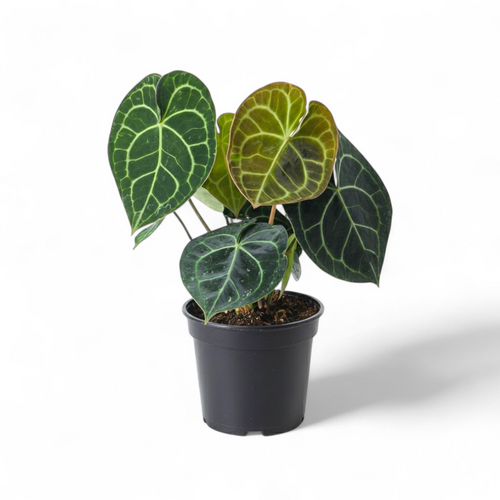 Anthurium Clarinervium (Velvet Cardboard)