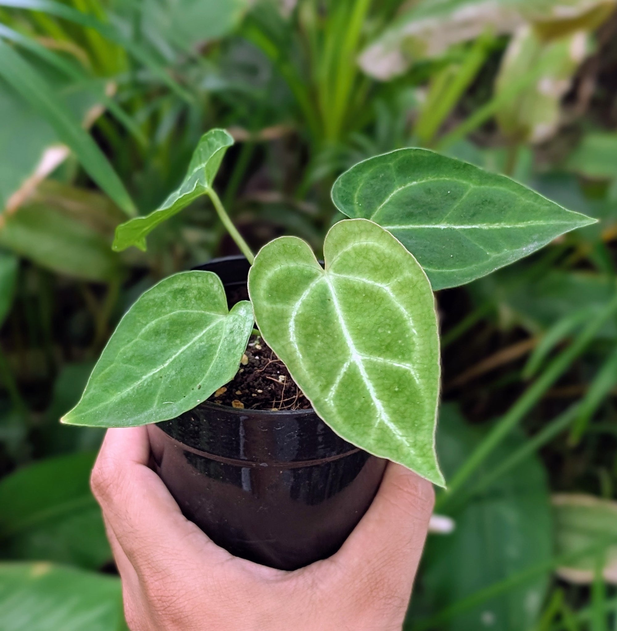 Hand holding a small potted Anthurium Clarinervium plant with green leaves against a blurred green background