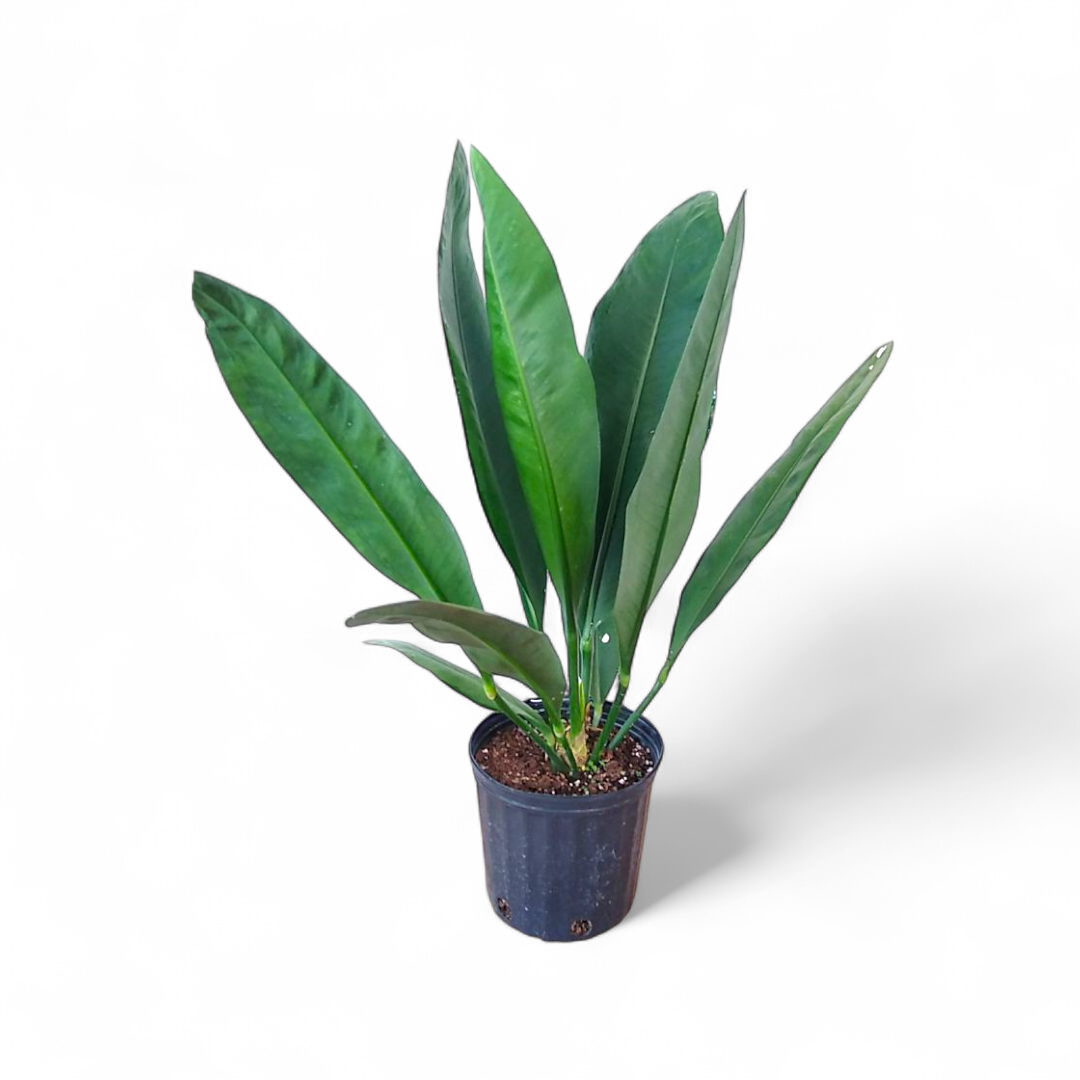 Potted Anthurium Coriaceum plant with large green leaves on a white background