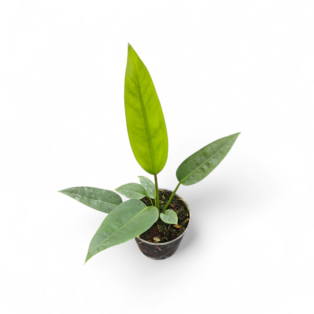 Potted Anthurium Coriaceum plant with green leaves on a white background