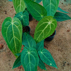 Green Anthurium Crystallinum 'Grande' on a brown surface