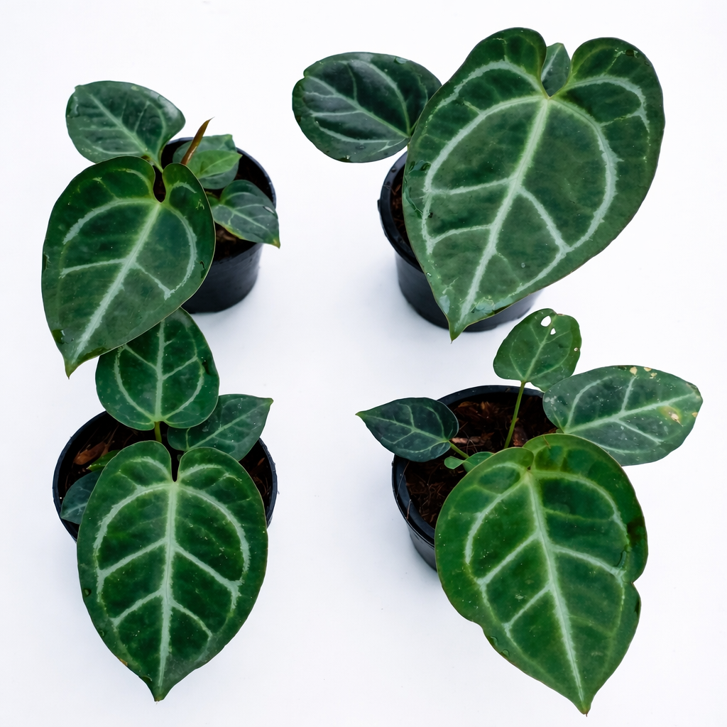 Anthurium Crystallinum 'Dark'