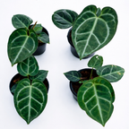 Anthurium Crystallinum 'Dark'