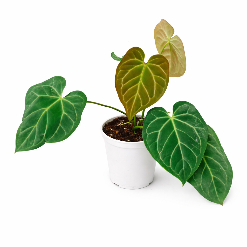 Anthurium Crystallinum 'Dark'