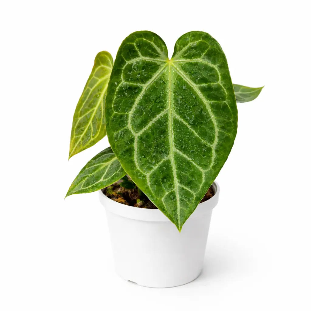 anthurium grande Anthurium crystallinum 'Grande' – Large Velvet Anthurium