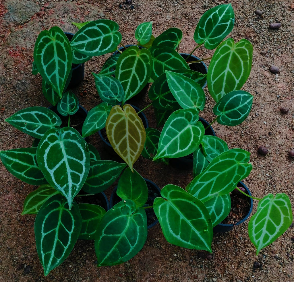 Anthurium Crystallinum 'Silver Hope'