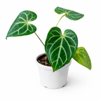 Anthurium Crystallinum 'Silver Hope'