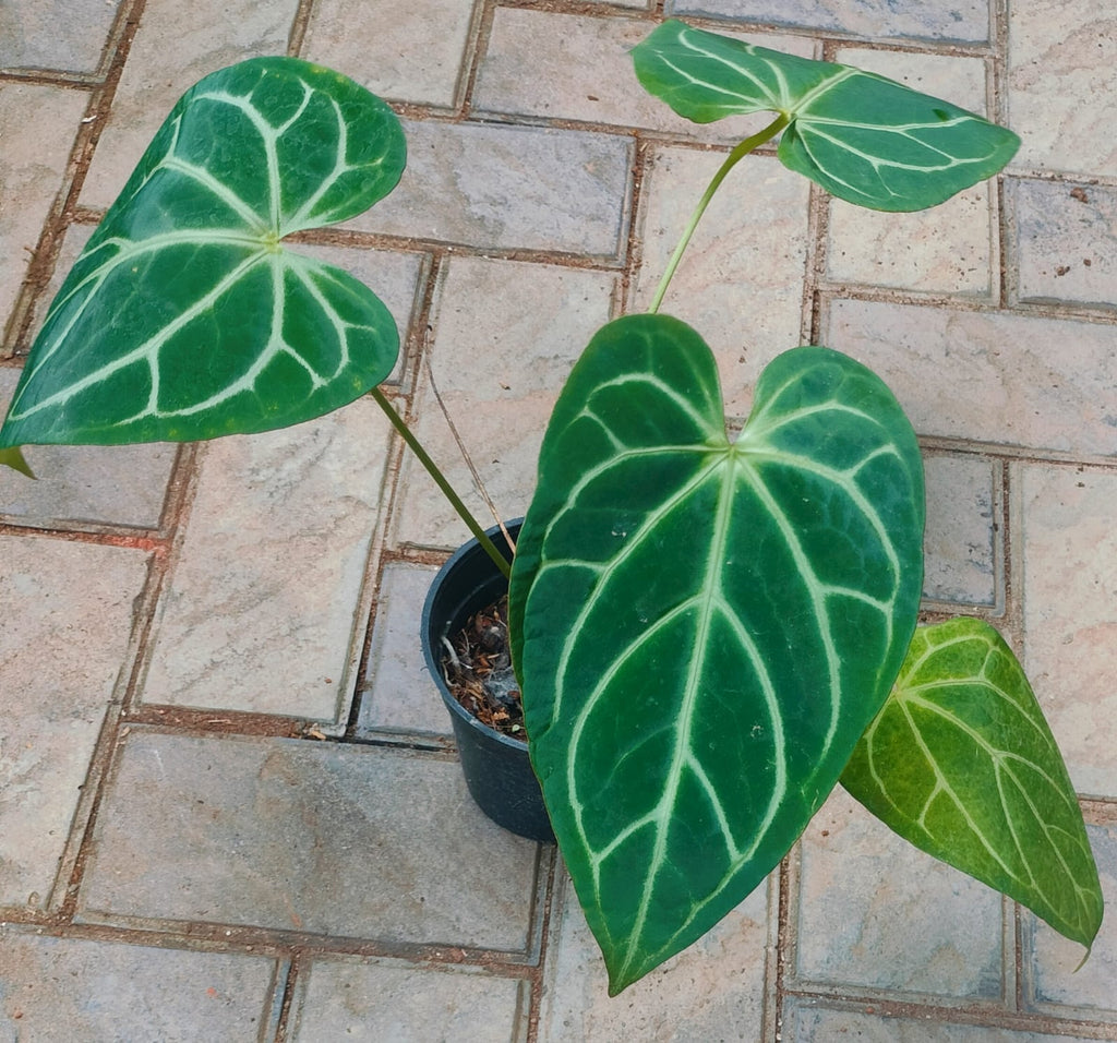 Anthurium Crystallinum 'Silver Hope'