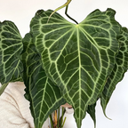 Anthurium 'Delta Force'